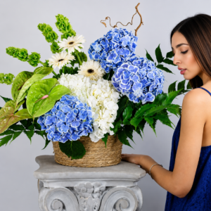 hortensia bleu