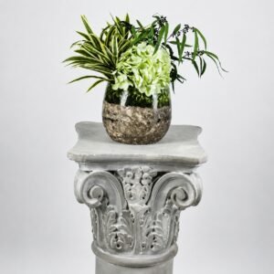 lichen